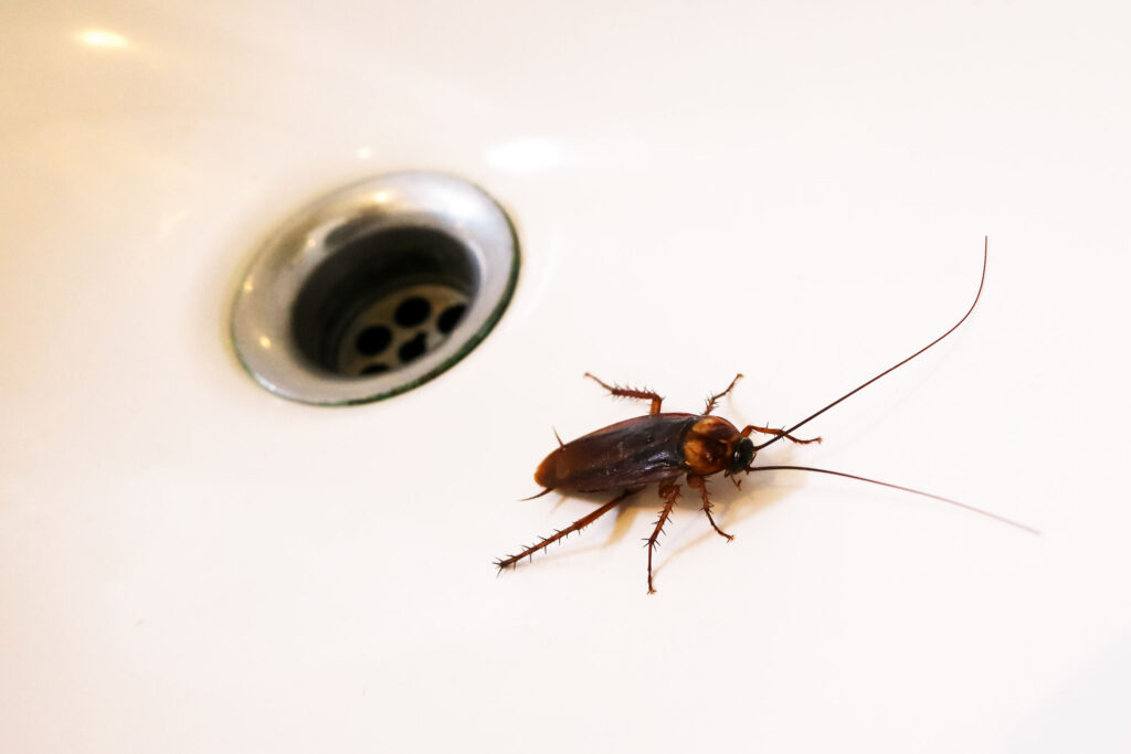 Cockroach in bathroom to emphasize roach control