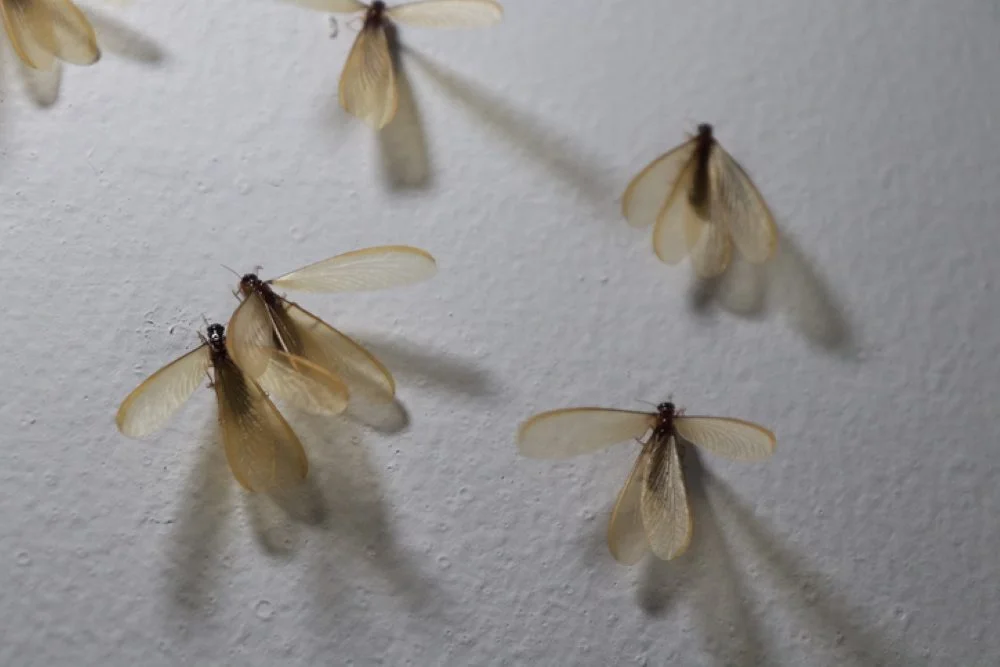 Termites Swarm on a wall inside of a home
