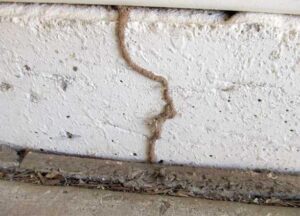 Termites mud tube on a home