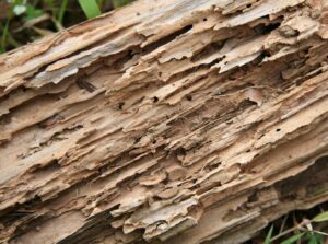 Wood with termite damage
