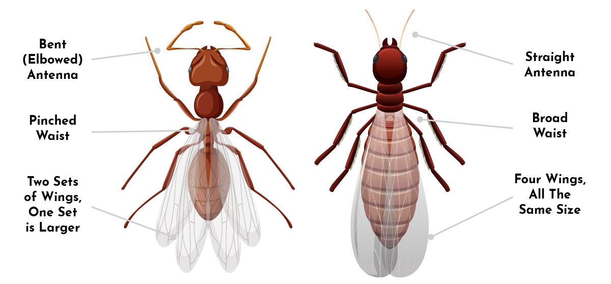 Flying Termites and flying ant graphic comparison