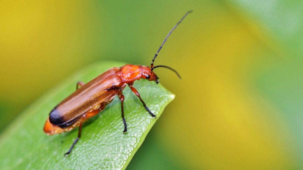 red-beetle