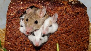 Rodents in a piece of bread, result of not rodent-proofing your home
