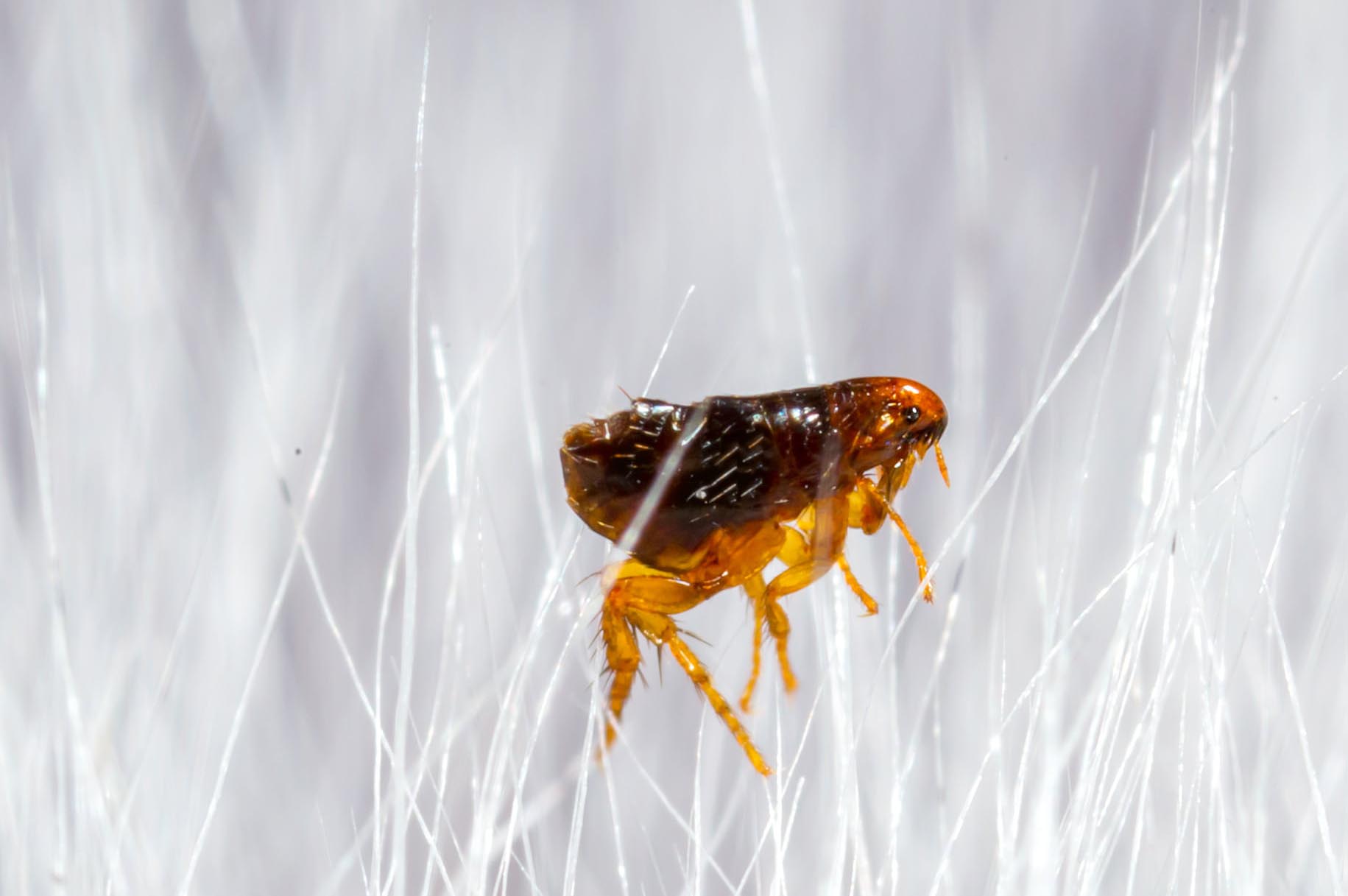 ant