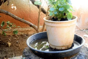 Flower pot with standing water in it