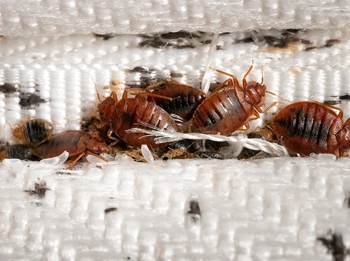 Bed Bugs Crawling on a Mattress
