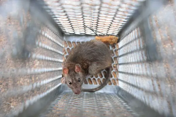 Rat trapped inside a metal cage