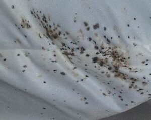 Black splotchy stains on a mattress due to bed bugs