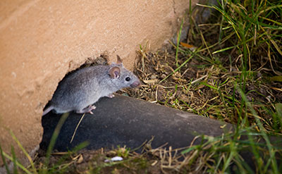 Mouse entering through a gap that could be sealed with rodent proofing in Arkansas.
