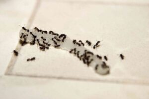Ants foraging food on the floor